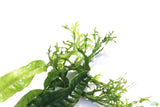 Java Fern Windelov_Aquarium Plant For Sale