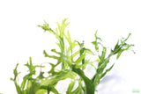 Java Fern Windelov_Aquarium Plant For Sale