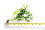 Java Fern Windelov_Aquarium Plant For Sale