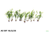 Java Fern Windelov_Aquarium Plant For Sale