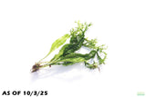 Java Fern Windelov_Aquarium Plant For Sale