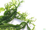 Java Fern Windelov_Aquarium Plant For Sale