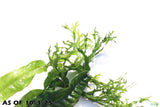 Java Fern Windelov_Aquarium Plant For Sale