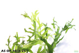 Java Fern Windelov_Aquarium Plant For Sale