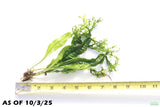 Java Fern Windelov_Aquarium Plant For Sale