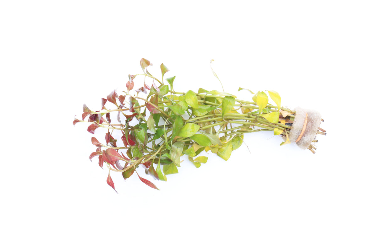 thumbnail image 2 of Finest-Filters Green Silk Ludwigia Plant – Aquarium Decoration Ornament Various Sizes 2 of 5