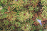 Ludwigia Tornado_Aquarium Plant For Sale