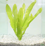 "Major" Sword (Echinodorus Major)  Ruffled Swords! (6-7 inches tall)