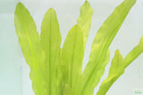"Major" Sword (Echinodorus Major)  Ruffled Swords! (6-7 inches tall)