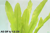 Major Sword_Echinodorus Major_Ruffled Sword_Aquarium plants for sale_Aquarium plant for sale