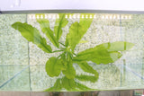 Major Sword_Echinodorus Major_Ruffled Sword_Aquarium plants for sale_Aquarium plant for sale