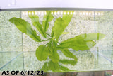 Major Sword_Echinodorus Major_Ruffled Sword_Aquarium plants for sale_Aquarium plant for sale