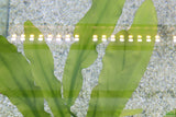 Major Sword_Echinodorus Major_Ruffled Sword_Aquarium plants for sale_Aquarium plant for sale