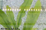 Major Sword_Echinodorus Major_Ruffled Sword_Aquarium plants for sale_Aquarium plant for sale