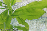 Major Sword_Echinodorus Major_Ruffled Sword_Aquarium plants for sale_Aquarium plant for sale