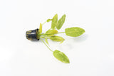 Echinodorus 'Marble Queen' Sword Variation_Aquarium Plant For Sale