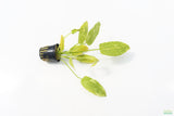 Echinodorus 'Marble Queen' Sword Variation_Aquarium Plant For Sale