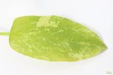 Echinodorus 'Marble Queen' Sword Variation_Aquarium Plant For Sale