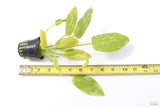 Echinodorus 'Marble Queen' Sword Variation_Aquarium Plant For Sale