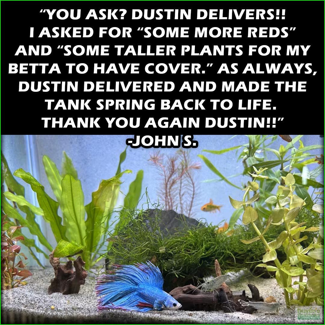 OurBestSelling_BeautifulPlants_Combo_JohnS.
