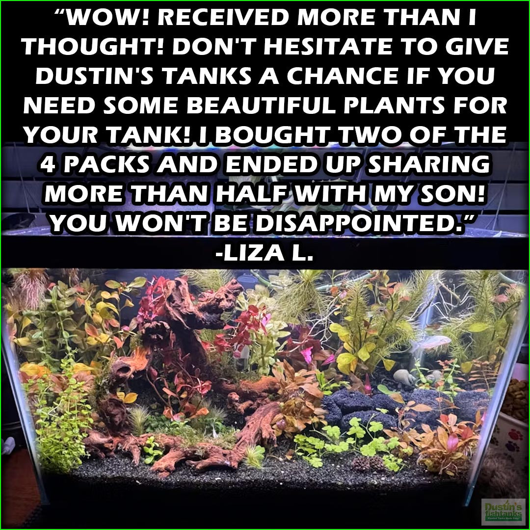 OurBestSelling_BeautifulPlants_Combo_LizaL.