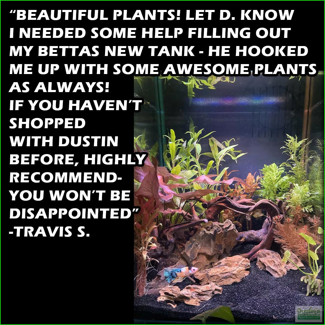 OurBestSelling_BeautifulPlants_Combo_TravisS