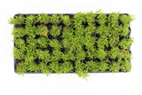 Pogostemon Helferi_Aquarium plant for sale_Aquarium plants for sale