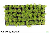 Pogostemon Helferi_Aquarium plant for sale_Aquarium plants for sale