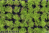 Pogostemon Helferi_Aquarium plant for sale_Aquarium plants for sale