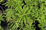 Pogostemon Helferi_Aquarium plant for sale_Aquarium plants for sale