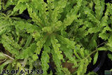 Pogostemon Helferi_Aquarium plant for sale_Aquarium plants for sale