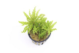 Pogostemon Helferi_Aquarium plant for sale_Aquarium plants for sale