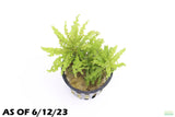 Pogostemon Helferi_Aquarium plant for sale_Aquarium plants for sale