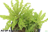 Pogostemon Helferi_Aquarium plant for sale_Aquarium plants for sale