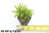 Pogostemon Helferi_Aquarium plant for sale_Aquarium plants for sale