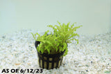 Pogostemon Helferi_Aquarium plant for sale_Aquarium plants for sale