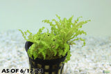 Pogostemon Helferi_Aquarium plant for sale_Aquarium plants for sale