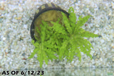 Pogostemon Helferi_Aquarium plant for sale_Aquarium plants for sale