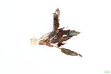 Red Cryptocoryne Pygmaea_Crypt_Crypts_Aquarium plant for sale_aquarium plants for sale