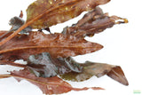 Red Cryptocoryne Pygmaea_Crypt_Crypts_Aquarium plant for sale_aquarium plants for sale