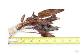 Red Cryptocoryne Pygmaea_Crypt_Crypts_Aquarium plant for sale_aquarium plants for sale