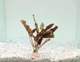 Red Cryptocoryne Pygmaea_Crypt_Crypts_Aquarium plant for sale_aquarium plants for sale