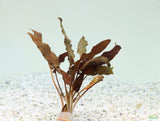 Red Cryptocoryne Pygmaea_Crypt_Crypts_Aquarium plant for sale_aquarium plants for sale