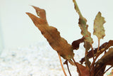 Red Cryptocoryne Pygmaea_Crypt_Crypts_Aquarium plant for sale_aquarium plants for sale