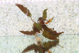 Red Cryptocoryne Pygmaea_Crypt_Crypts_Aquarium plant for sale_aquarium plants for sale