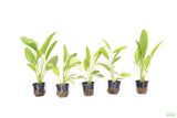 Red Diamond Sword_Echinodorus_Aquarium Plant For Sale