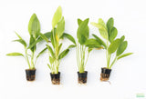 Red Diamond Sword_Echinodorus_Aquarium Plant For Sale
