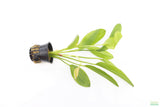 Red Diamond Sword_Echinodorus_Aquarium Plant For Sale