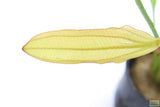 Red Diamond Sword_Echinodorus_Aquarium Plant For Sale