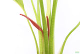 Red Diamond Sword_Echinodorus_Aquarium Plant For Sale